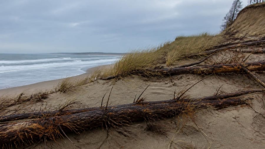 Los geólogos no dan crédito: en Alabama, los árboles de Navidad desechados se convierten en una barrera natural, ya que…