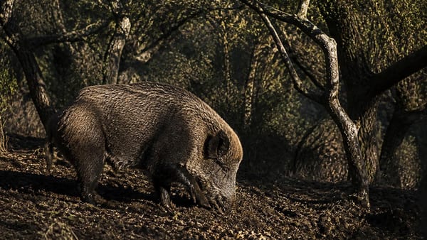 Los expertos en biología, tajantes: «Antes eran una especie protegida, hoy son una plaga que combatimos con...