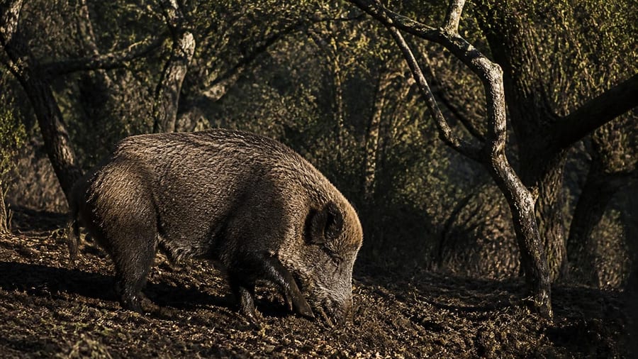 Los expertos en biología, tajantes: «Antes eran una especie protegida, hoy son una plaga que combatimos con...