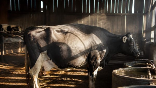 El calor extremo durante la gestación afecta la producción láctea y deja secuelas genéticas en hijas y nietas del gan…