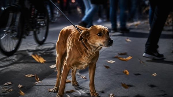 El paseo no siempre reduce el estrés canino. Descubre por qué la prisa, el exceso de estímulos y la falta de adaptaci…