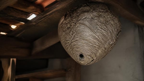 La Vespa velutina construye nidos con forma esférica en lugares elevados. Reconocerlos a tiempo es clave para evitar …